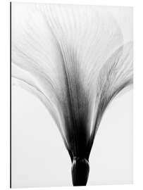 Magnettafel Amaryllis