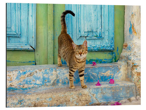 Quadro em alumínio Gatinho em frente a uma porta de madeira azul