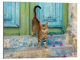 Aluminium print Kitten in front of a blue wooden door