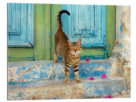 Galleriataulu Kitten in front of a blue wooden door