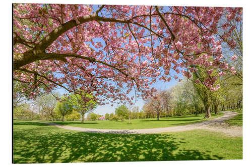 Alubild Kirschblüten im Park