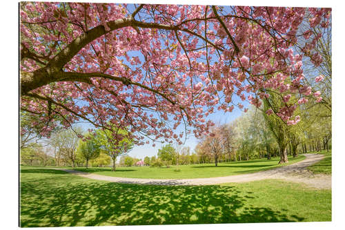 Gallery print Cherry blossoms in the park