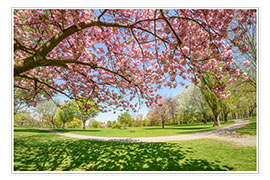 Póster Cerezos en flor en el parque