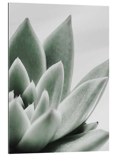 Galleritryk Succulent leaves