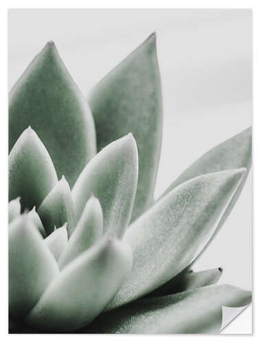 Wall sticker Succulent leaves