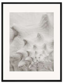 Gerahmter Kunstdruck Weiße Muschel