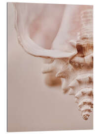 Gallery print Pink seashell