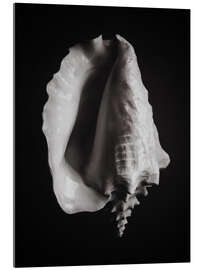 Acrylic print Black shell I.