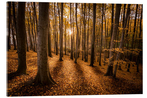 Acrylic print Beech forest in the morning light