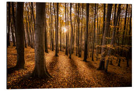 Obraz na aluminium Beech forest in the morning light