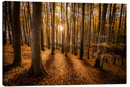 Leinwandbild Buchenwald im Morgenlicht