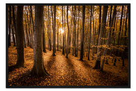 Gerahmter Kunstdruck Buchenwald im Morgenlicht