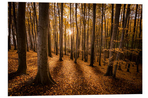 Bilde på skumplate Beech forest in the morning light