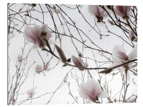 Gallery print Magnolia