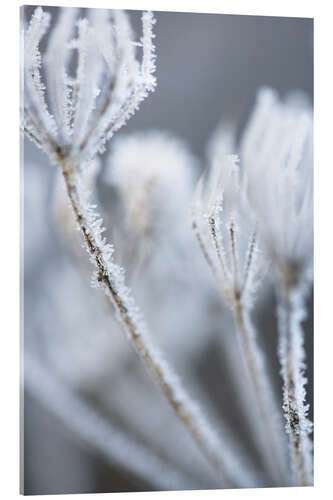 Cuadro de metacrilato Hogweed