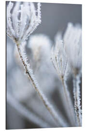 Aluminium print Hogweed