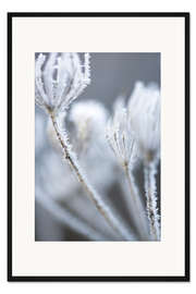 Gerahmter Kunstdruck Bärenklau