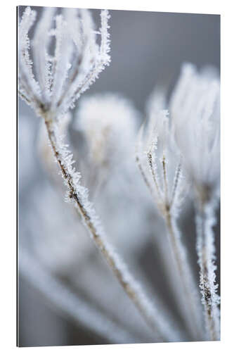 Galleriprint Hogweed