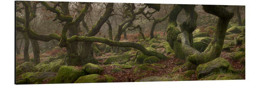 Aluminium print Old oak trees