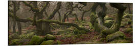 Aluminiumtavla Old oak trees