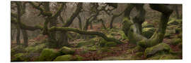 Foam board print Old oak trees