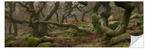 Selvklebende plakat Old oak trees