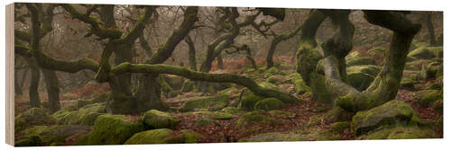 Wood print Old oak trees