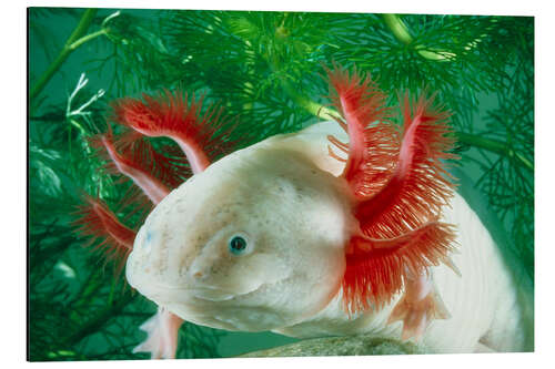 Tableau en aluminium Axolotl albinos