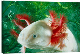 Stampa su tela Albino axolotl