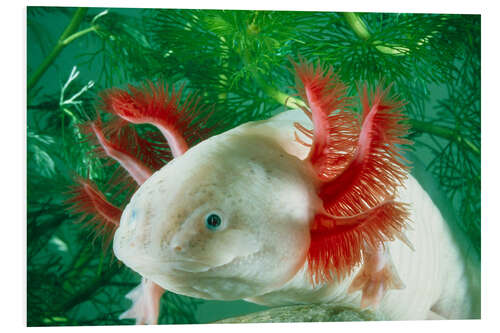 Foam board print Albino axolotl