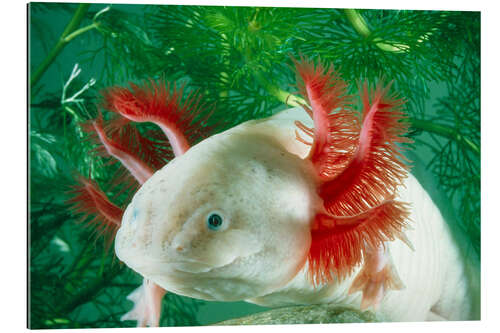 Gallery print Albino axolotl