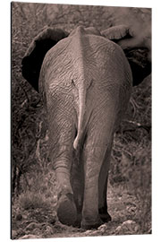 Tableau en aluminium Éléphant d'Afrique, de dos