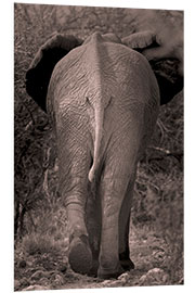 Foam board print African elephant