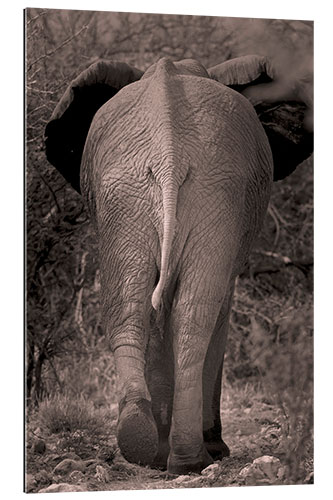 Gallery Print Afrikanischer Elefant