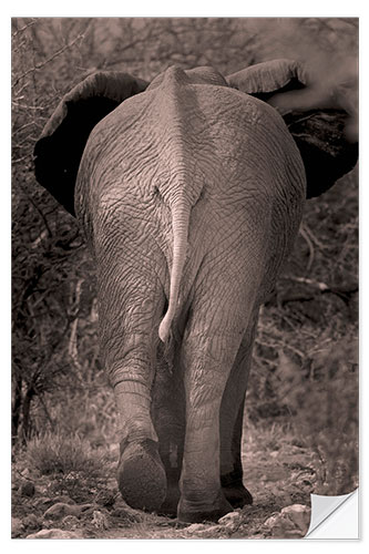 Selvklæbende plakat African elephant