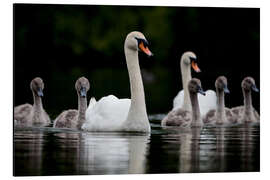 Tableau en aluminium Famille de cygnes