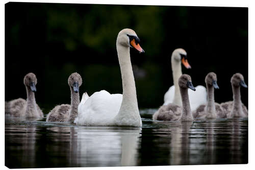 Canvas print Swans