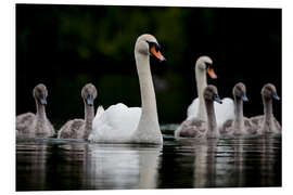 Tableau en PVC Famille de cygnes