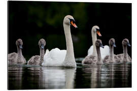 Quadro em plexi-alumínio Cisnes