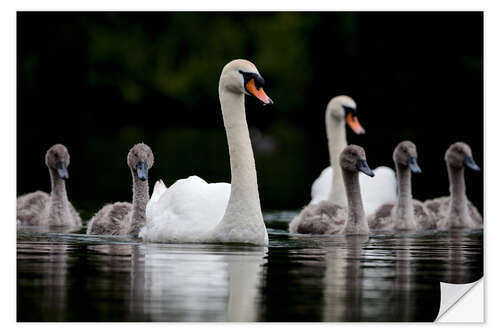 Selvklebende plakat Swans