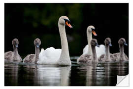 Selvklebende plakat Swans