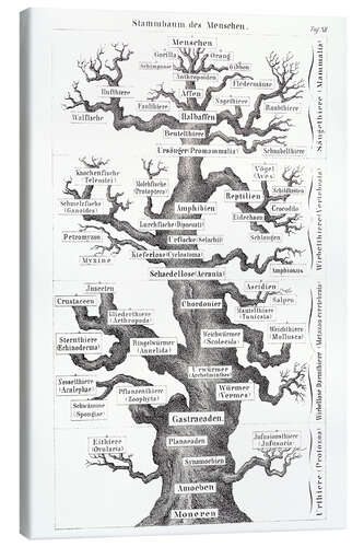 Stampa su tela Albero della vita