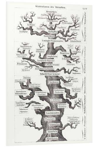 Foam board print Tree of Life