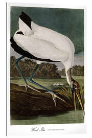 Gallery print Wood Ibis