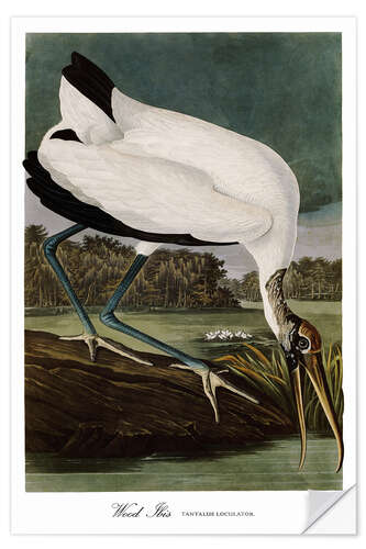 Selvklebende plakat Wood Ibis