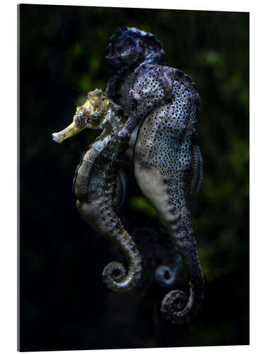 Acrylic print Seahorses Trio