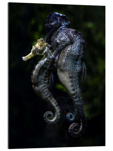 Gallery print Seahorses Trio