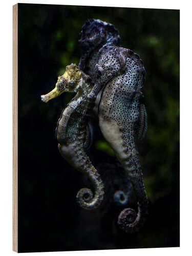 Puutaulu Seahorses Trio