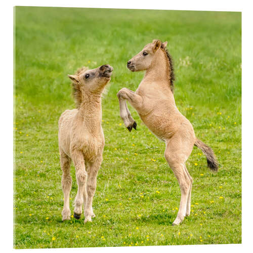 Akryylilasitaulu Two foals are playing with each other