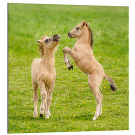 Aluminium print Two foals are playing with each other